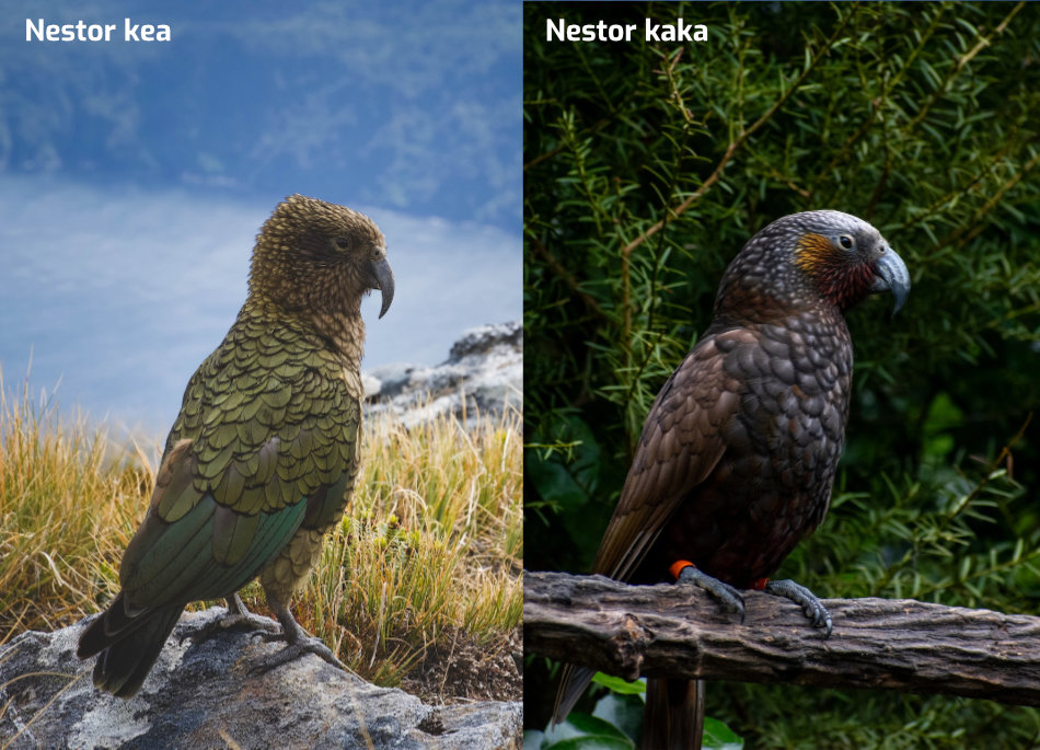 kea a kaka